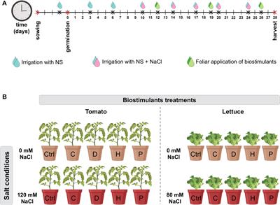 Different vegetal protein hydrolysates distinctively alleviate salinity stress in vegetable crops: A case study on tomato and lettuce